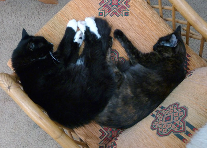 CliveOwen and KittenFace